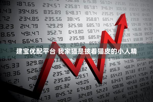 建宝优配平台 我家猫是披着猫皮的小人精